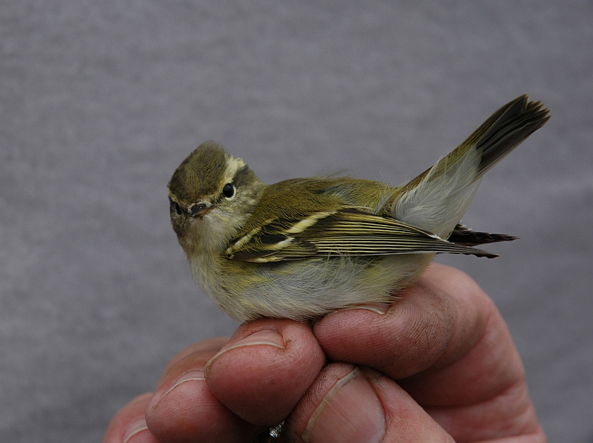 Yellow-browed Warblere, Sundre 20050912